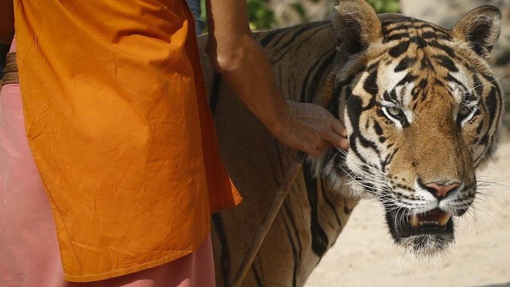 Buddhistischer Mönch mit Tiger im Tiger Temple in Kanchanaburi. Archivbild)