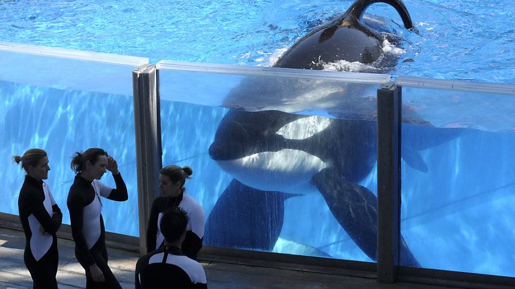 Der Orca Tilikum im SeaWorld in Orlando im jahr 2011.