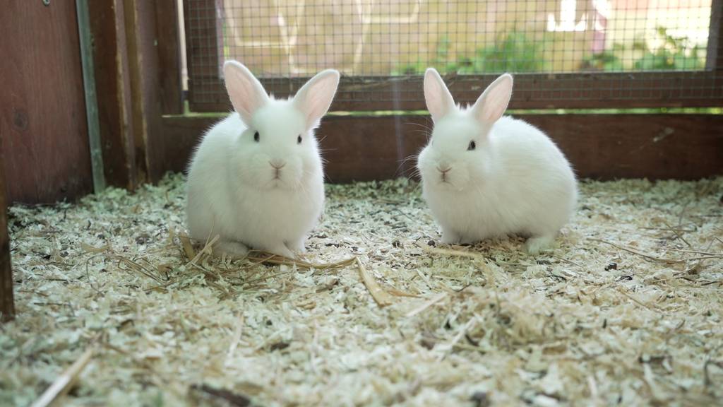 Zwergkaninchen