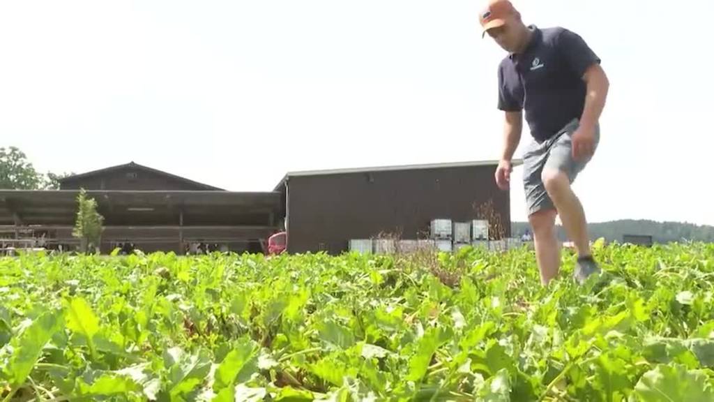 Aargauer Gewässerschutz: 50 Bauernbetriebe bangen wegen mehr Feuchtgebieten um ihre Existenz