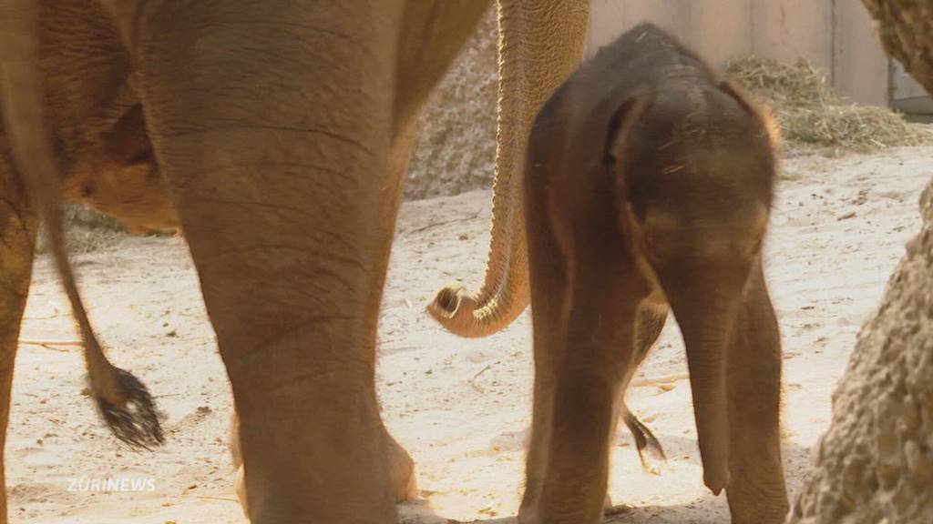 Das neue Elefäntli im Zoo Zürich heisst Zali 