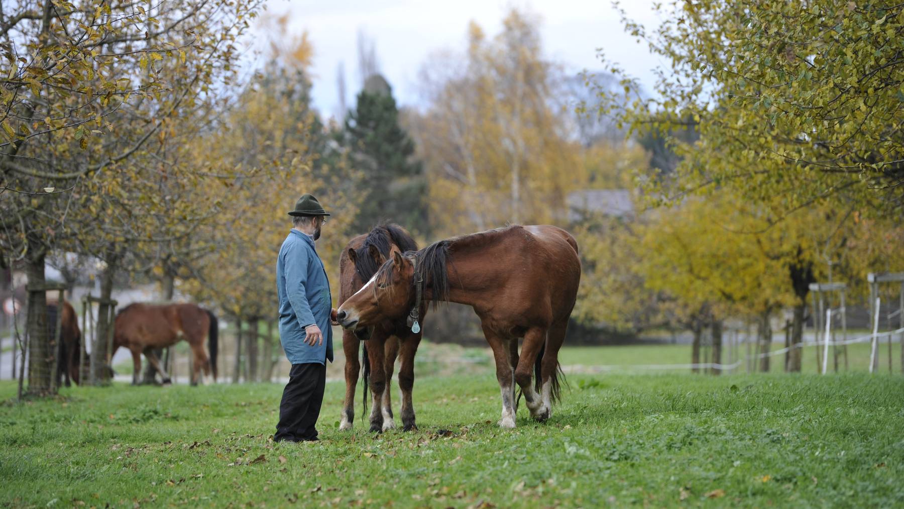Der verurteilte Pferdehändler U. K.* sieht nach seinen Pferden auf der Weide. (Archivbild)
