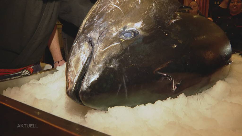 220-Kilo-Thunfisch: Luxus-Sushi als Live-Erlebnis