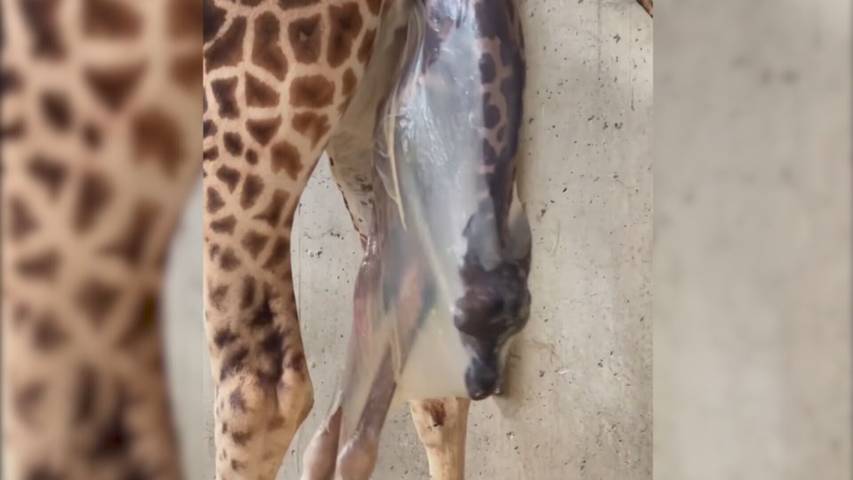 Giraffen im Doppelpack: Schon wieder Nachwuchs im Kinderzoo