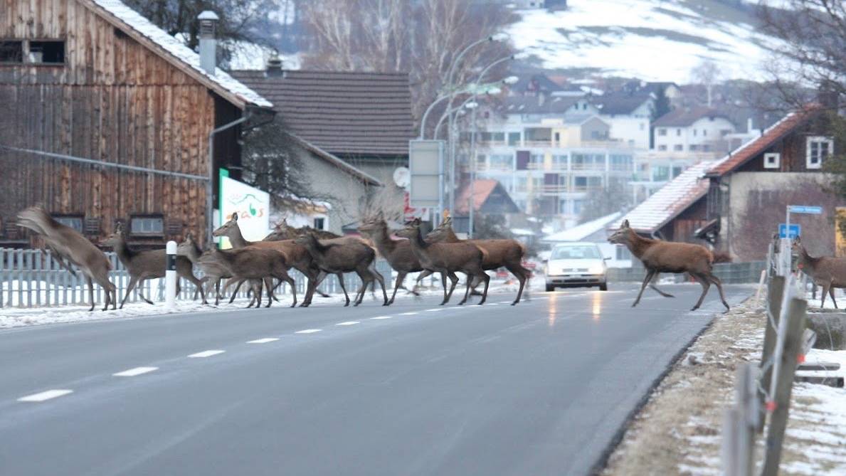 Weil auf den Strassen derzeit viel Wild unterwegs ist, wurde die Geschwindigkeitslimite zum Teil angepasst.