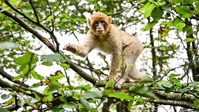 Ausgebüxter Affe am Bodensee eingefangen