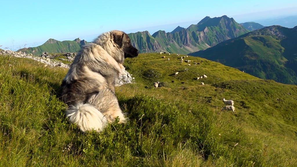 Einsatz auf der Alp – Kampf gegen Wolf und Sondereffort von Rega und Besamer 