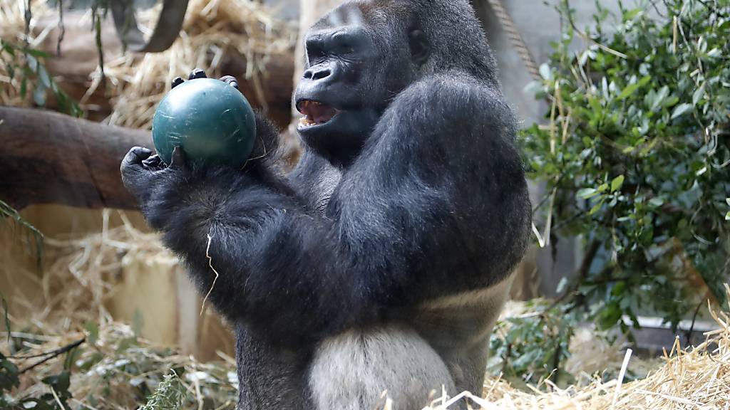 Der Zoo Zürich schläfert den 47-jährigen Gorilla N'Gola ein. Er wird durch einen 17-jährigen Silberrücken ersetzt. (Archivbild)