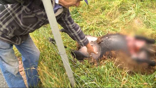 Tote Schafe: War es ein Hund?