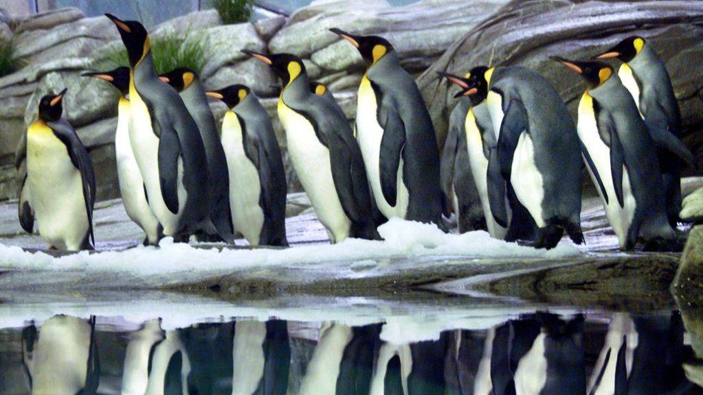 Stickstoff im Stuhlgang von Königs-Pinguinen verbindet sich mit Bodenbakterien zu Lachgas. Rein theoretisch verströmen sie also einen schmerzstillenden Duft. (Archivbild)