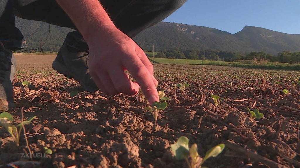 Preissturz: Bauern bekommen ein Viertel weniger für den Raps