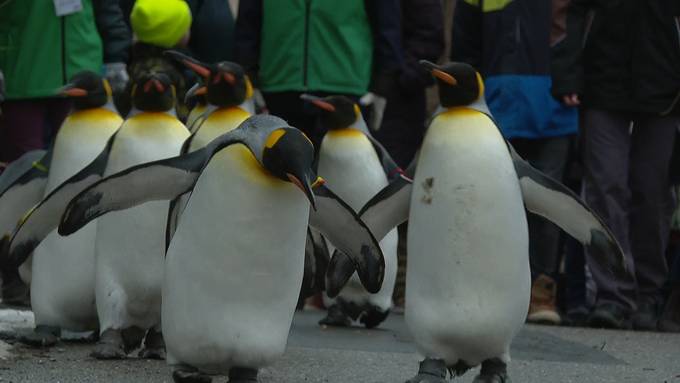 Pinguinparade im Zoo Zürich begeistert Gross und Klein