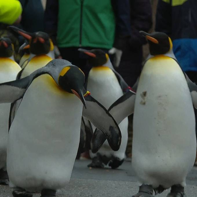 Pinguinparade im Zoo Zürich begeistert Gross und Klein