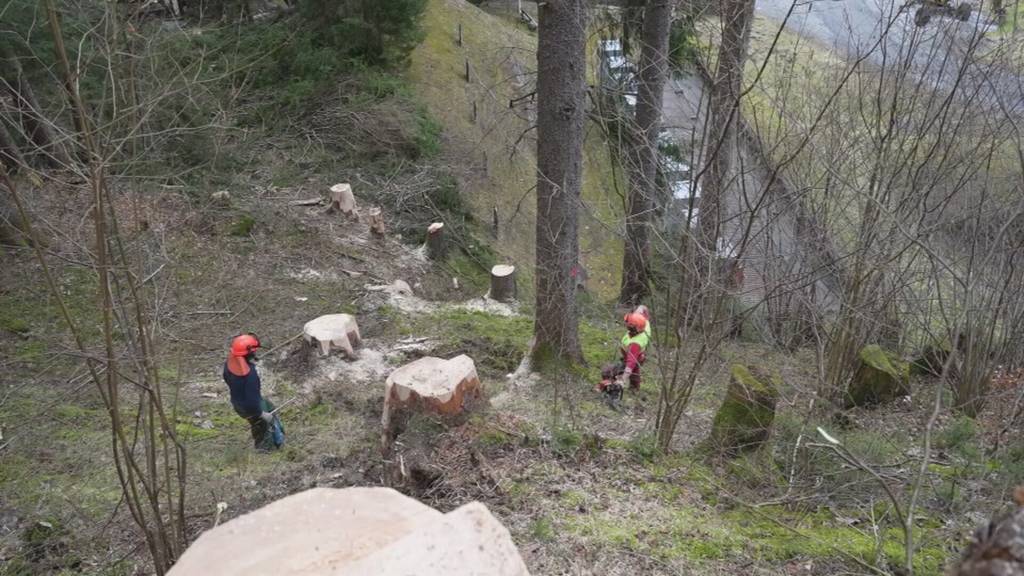 Schutz- und Bergwald im Schächental