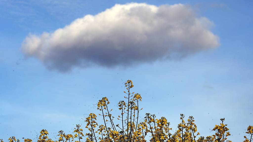 Das Cloud-Geschäft des Software-Konzerns Oracle wuchs im letzten Quartal nicht mehr so stark wie zuvor. (Archivbild)