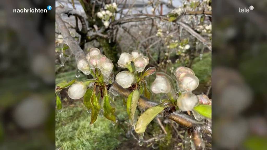 Obstverband reagiert auf Häufung von Frostgefahr im Frühling