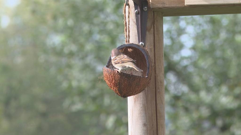 Schlaraffenland: Ein Garten in Muhen bietet alles, was das Vogel-Herz begehrt