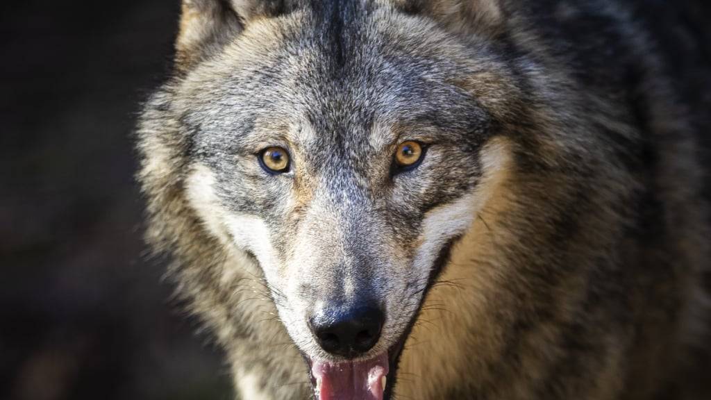 Sieben Kantone wollen in diesem Jahr Wolfsrudel regulieren. (Archivbild)