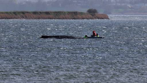 Gestrandeter Buckelwal vor deutscher Ostseeküste atmet weiter