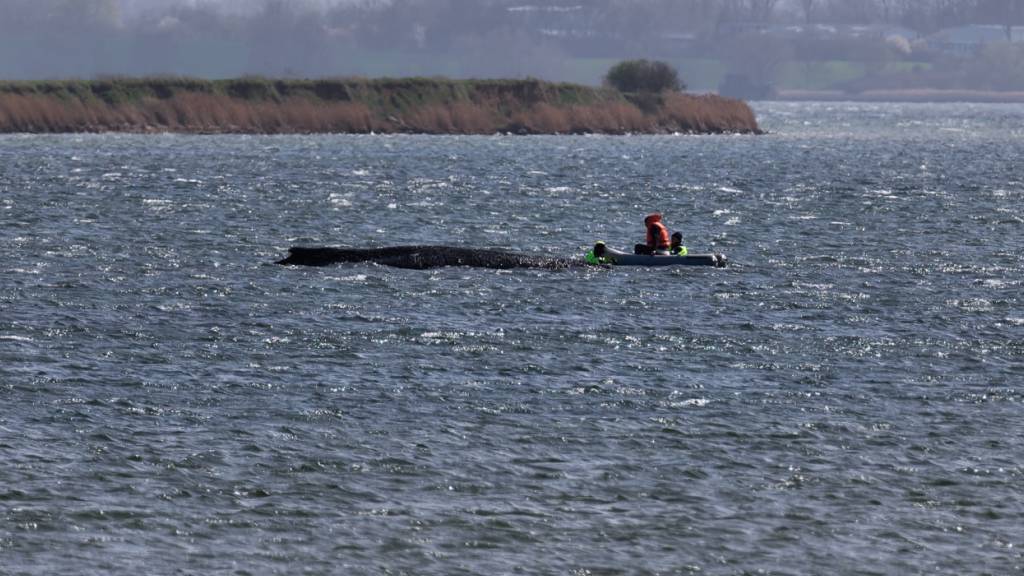 Der Buckelwal liegt am Nachmittag noch immer auf einer Sandbank vor der Insel Poel. Foto: Marcus Golejewski/dpa