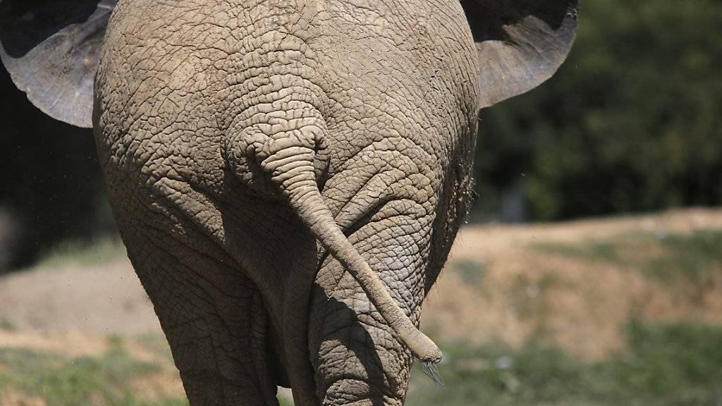 Im Zoo von Johannesburg lebt nur noch ein einzelner Elefant. (Archivbild)