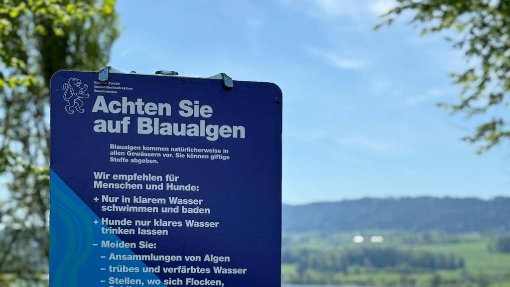 Uster warnt vor Blaualgen im Greifensee