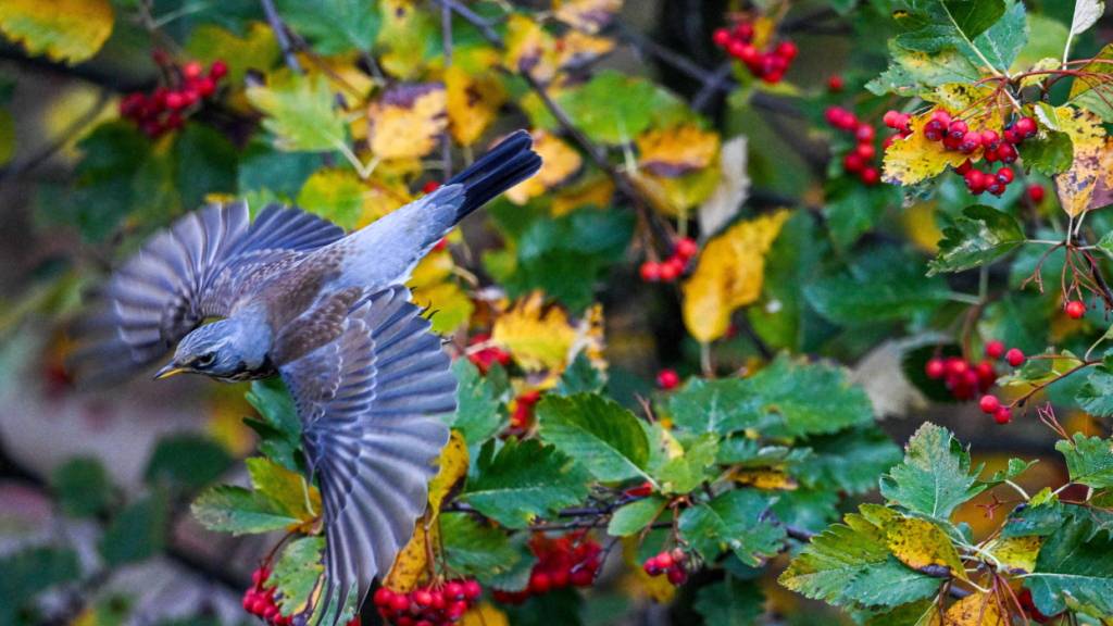 Vögel suchen nach Wintereinbruch vermehrt Gärten auf