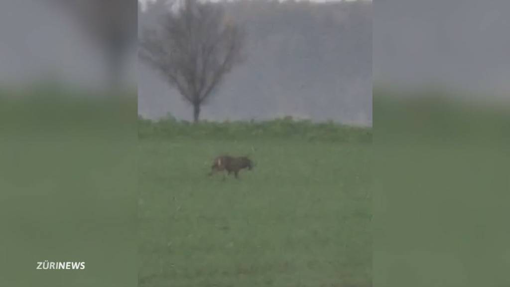 Nach Wolfsichtung in Rümlang: Bauern sind beunruhigt