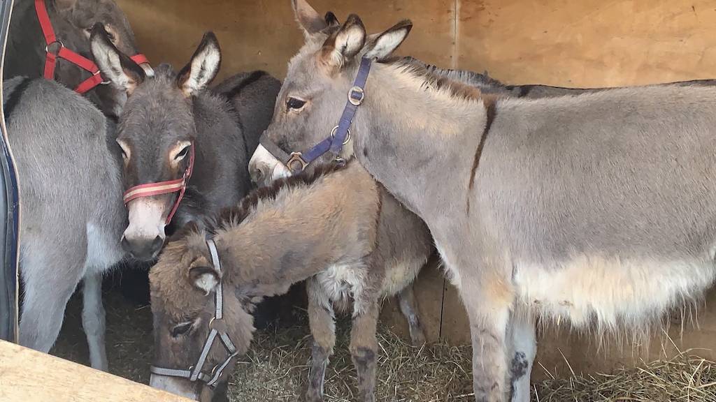 Rheinfelden: Grenzwache erwischt sechs geschmuggelte Esel in Lieferwagen