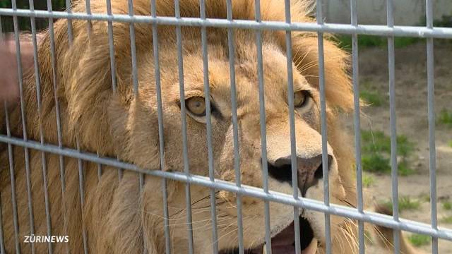 Löwen-Experte äussert sich zu Wildtieren im Gazastreifen