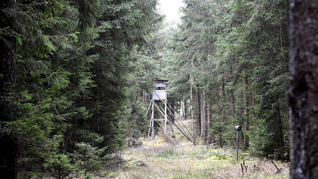 Im Kanton Uri ist in allen vier Jagdregionen eine Nachjagd auf Hirsche erforderlich. (Symbolbild)