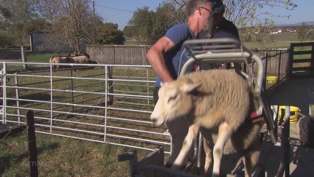 Schmerzhaft: Jede Schafherde im Kanton Solothurn wird auf Moderhinke getestet