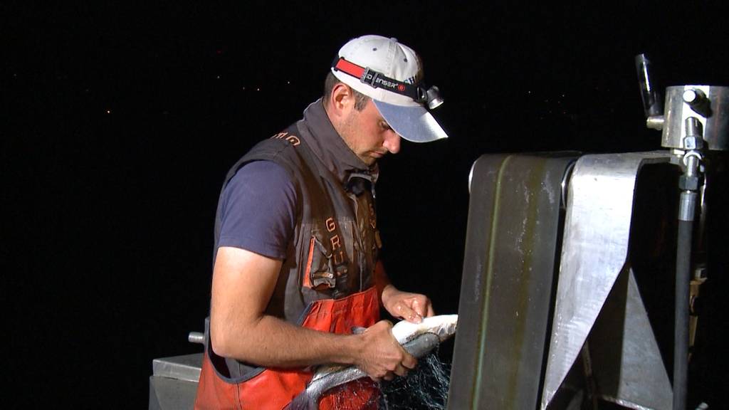 Fischfangquote im Zürichsee steigt erstmals seit 3 Jahren wieder