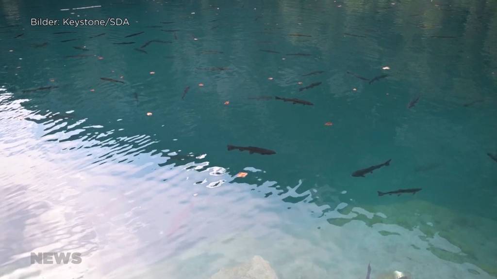 Suche nach den Schuldigen: Im Blausee verenden tausende Fische