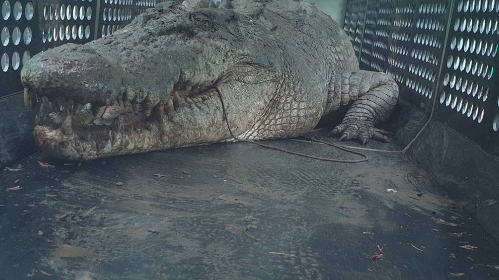A supplied image obtained on Tuesday, March 26, 2024, of An estimated 3.9-metre crocodile captured in a trap on Sunday on the banks of a private property on the Herbert River at Cordelia in Queensland's north. (AAP Image/Supplied by Department of Environment, Science and Innovation) NO ARCHIVING, EDITORIAL USE ONLY