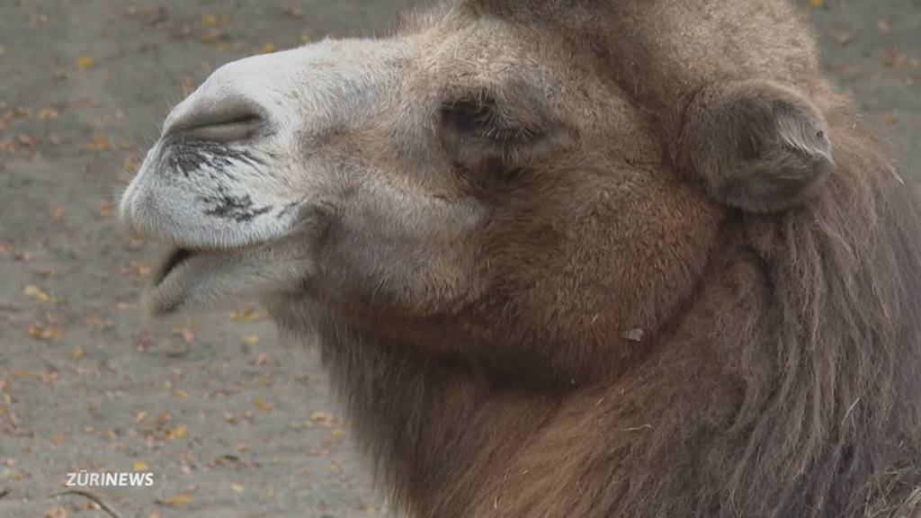Publikumslieblinge verschwinden aus dem Zoo Zürich