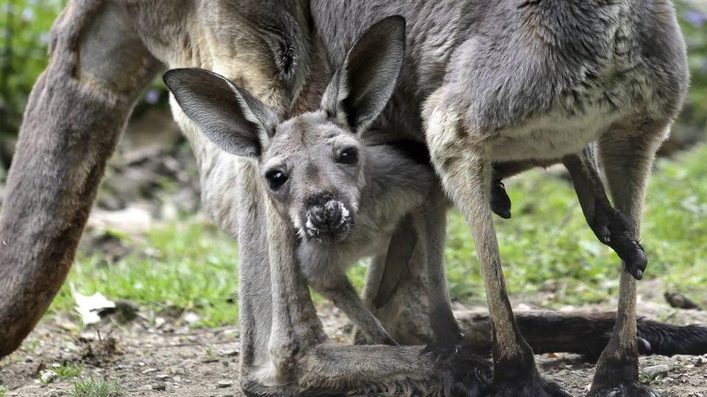 Kängurus sind süss, Babys sind süss - ein Kängurubaby ist zuckersüss!