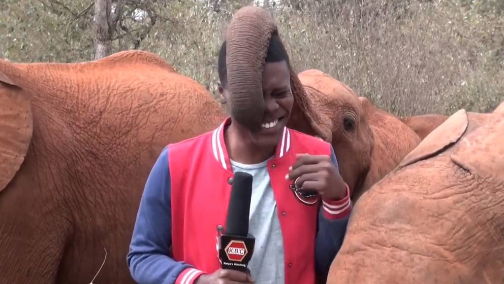 Neugieriger Elefant stiehlt Reporter das Rampenlicht