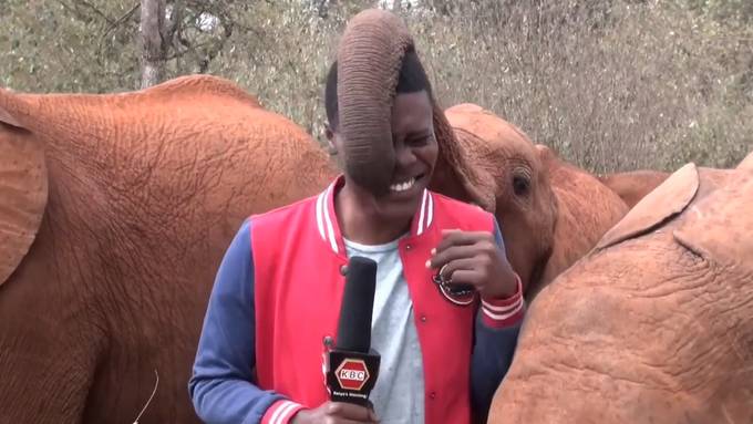 Neugieriger Elefant stiehlt Reporter das Rampenlicht