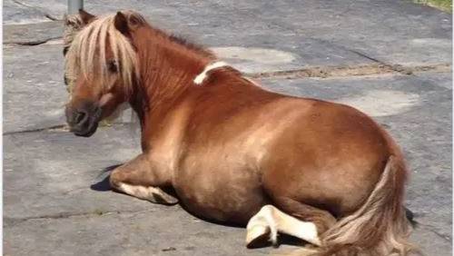 Rothenburg: Pony wird aus dem Stall gestohlen