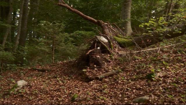 Mädchen von Baum erschlagen