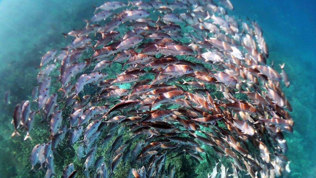 Mit diesem Bild eines Fischschwarms im Great Barrier Reef hat die Wissenschaftlerin Kristen Brown einen Fotowettbewerb gewonnen (Pressebild).