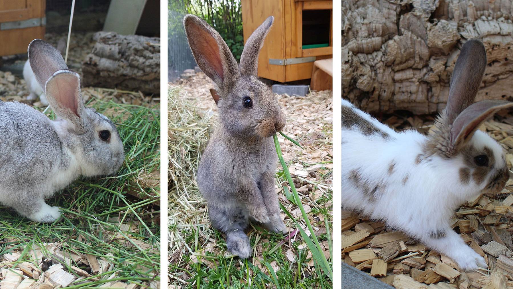 Silver, Meggie und Irma 