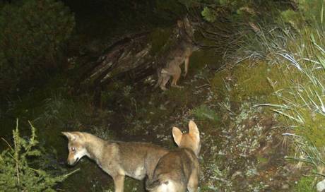 Wwf Reicht Beschwerden Gegen Wolfsabschuss Ein Schweiz rgauer Zeitung