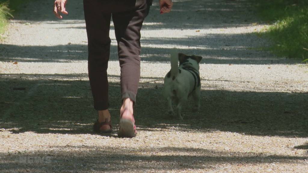 Sollen Hunde zum Schutz von Jungtieren in Berner Wäldern an die Leine?