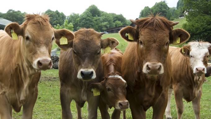 Fleisch von glücklichen Kühen kommt gut an