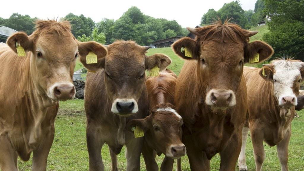 In Weidehaltung erreichen Rinder langsamer ihr Schlachtgewicht. Deshalb ist das Fleisch aus der Weidemast je Kilo mit höherer Umweltbelastung verbunden als solches aus der Grossviehmast.