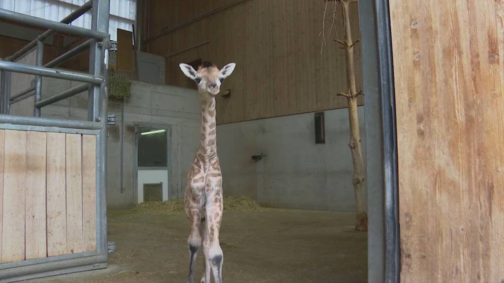 Jöö-Alarm im Kinderzoo: Ein Giraffen-Mädchen entzückt Jung und Alt