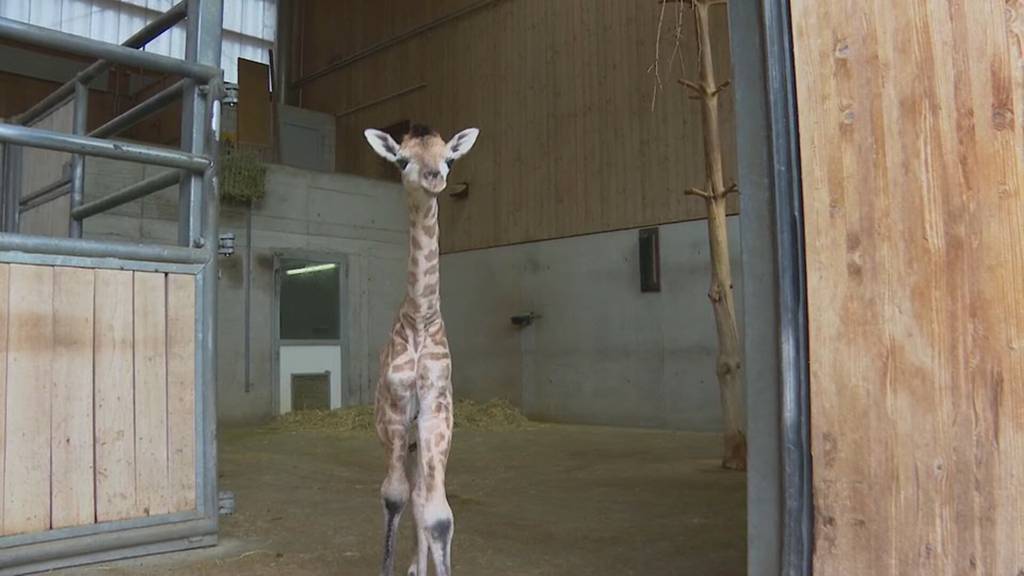  Im Kinderzoo entzückt ein Giraffen-Mädchen Jung und Alt