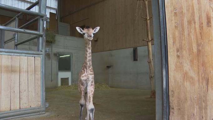 Jöö-Alarm im Kinderzoo: Ein Giraffen-Mädchen entzückt Jung und Alt